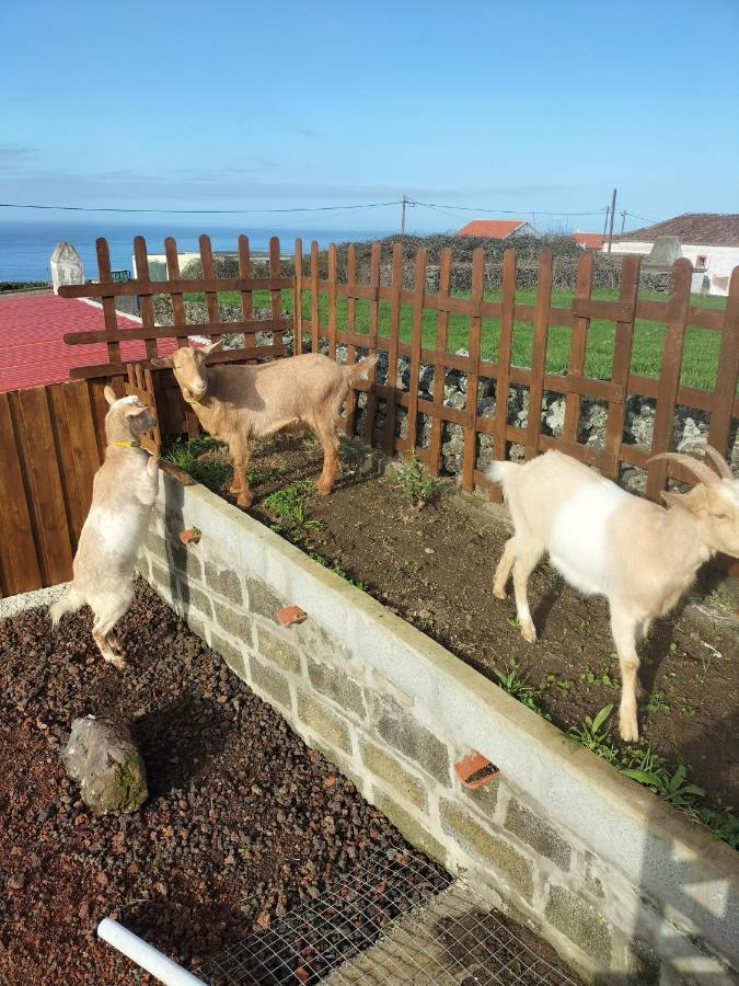 Alojamento Raminho Dos Acores Angra do Heroísmo Zewnętrze zdjęcie